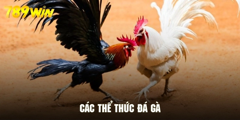 Tại 789WIN, các thể thức đá gà trực tuyến được thiết kế đa dạng.