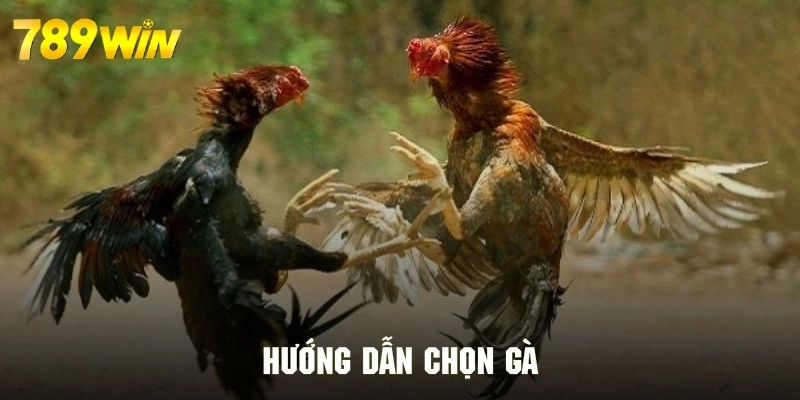 Hướng dẫn chọn gà chiến đúng cách.